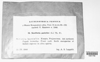 Xanthoria parietina image